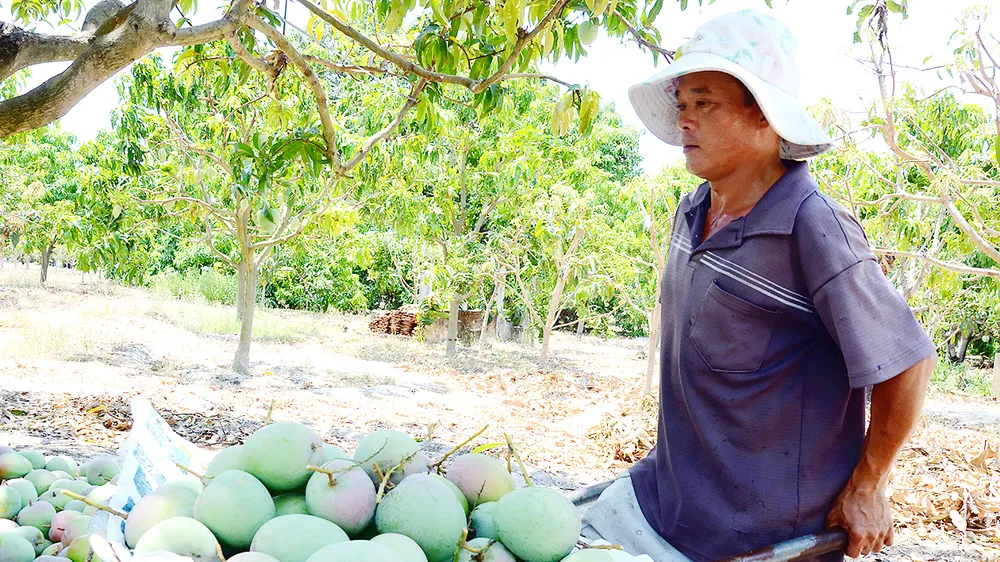 Người dân Cam Lâm thu hoạch xoài Úc