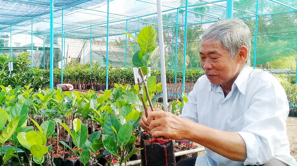 Cây giống ở huyện Chợ Lách hút hàng, giá tăng cao…