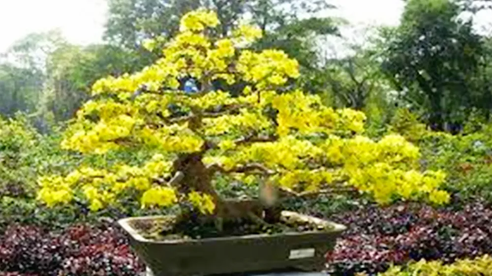 Chuyển đổi đất lúa sang trồng hoa kiểng.