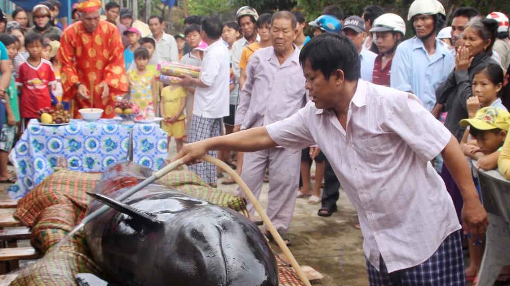  Cá voi vẫn còn thở, kêu và được đặt tại Vạn đầm Lăng Ông thôn Trung Lương chờ ngừng thở để mai táng theo phong tục làng biển.