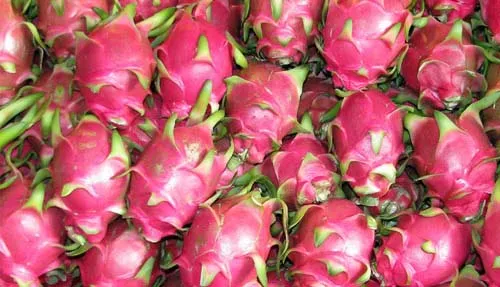 Úc nhập khẩu thanh long, Việt Nam nhập khẩu cherry
