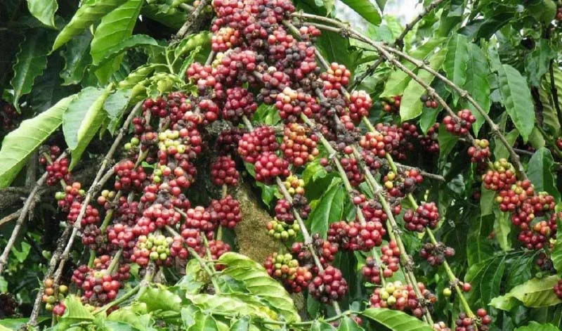 “Vốn mồi” cho tái canh cà phê