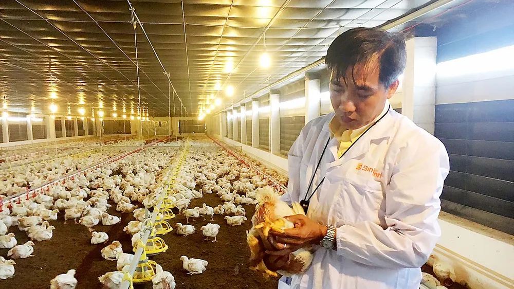 Nhân viên Công ty Bình Minh kiểm tra chất lượng gà của trại nuôi ở tỉnh Bà Rịa - Vũng Tàu