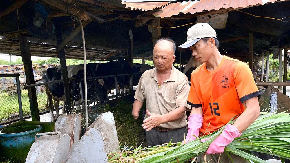 Thương binh Nguyễn Văn Nù (ngụ huyện Củ Chi, TPHCM) hướng dẫn con trai sơ chế cỏ cho đàn bò sữa . Ảnh: VIỆT DŨNG