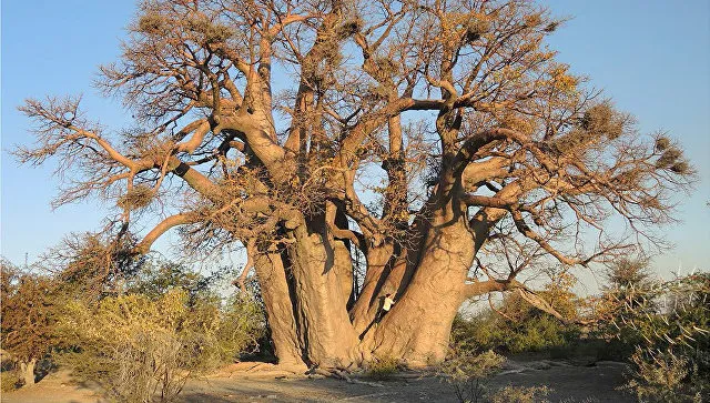 Cây baobab - Biểu tượng của châu Phi chết hàng loạt 