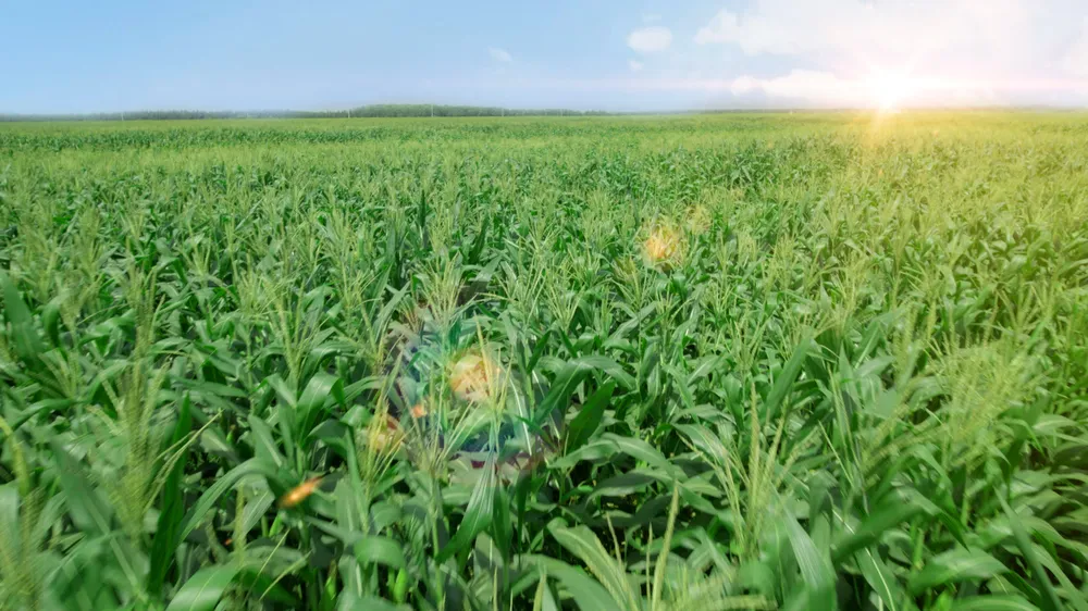 Cánh đồng bắp tươi tại Trang trại sinh thái Vinamilk Green Farm Tây Ninh 