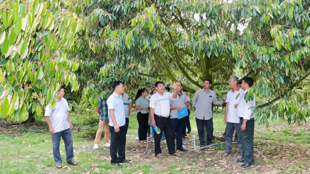 Xã Phú Giáo hướng dẫn nông dân đăng ký mã số vùng trồng sầu riêng