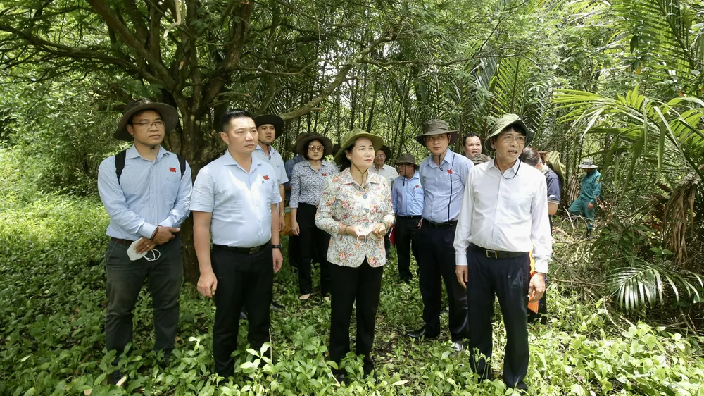 Chủ tịch HĐND TPHCM Nguyễn Thị Lệ khảo sát thực tế khu rừng trồng hoàn trả diện tích giải tỏa tại huyện Cần Giờ