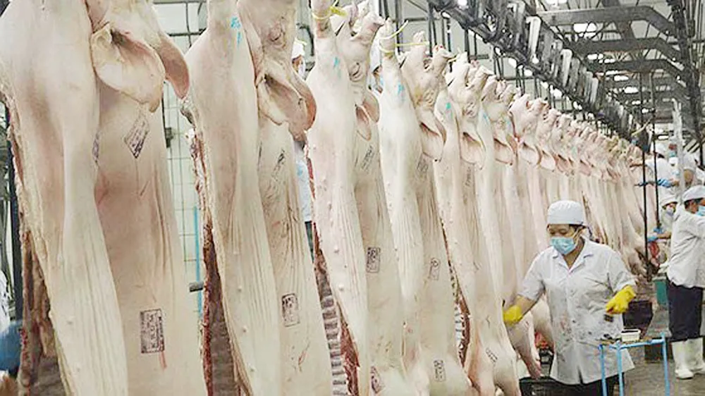 Hiện nay nguồn cung thịt heo ra thị trường chủ yếu từ các công ty chăn nuôi có quy mô lớn
