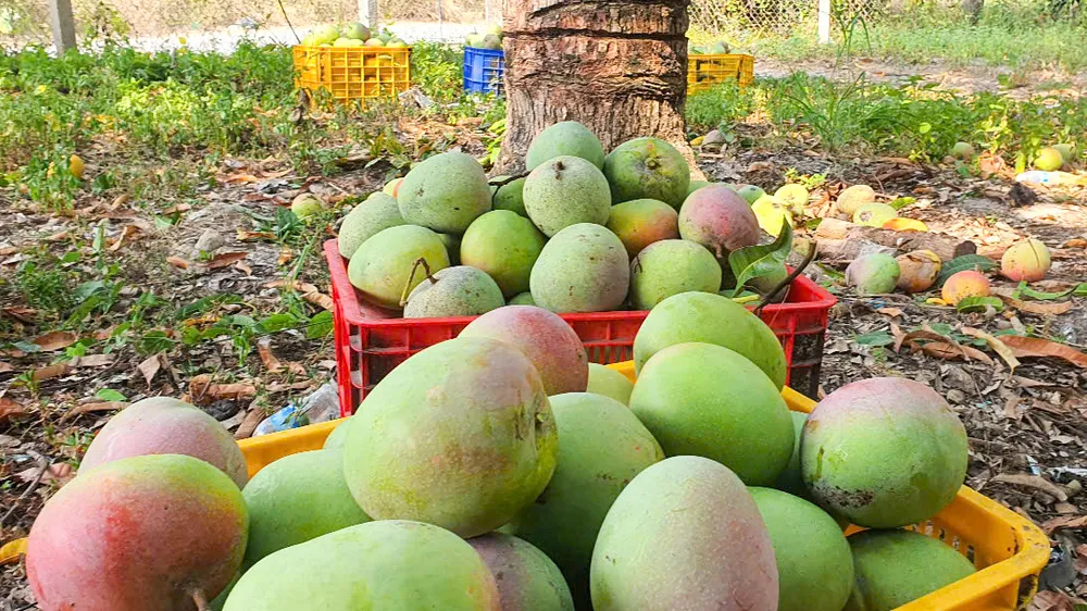 Xoài Úc Cam Lâm rớt giá kỷ lục, nông dân đứng trước nguy cơ thua lỗ