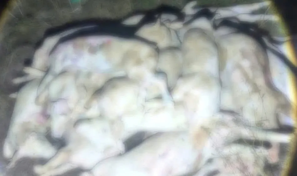 Khánh Hòa: Phát hiện cơ sở xẻ thịt hàng trăm con heo bệnh