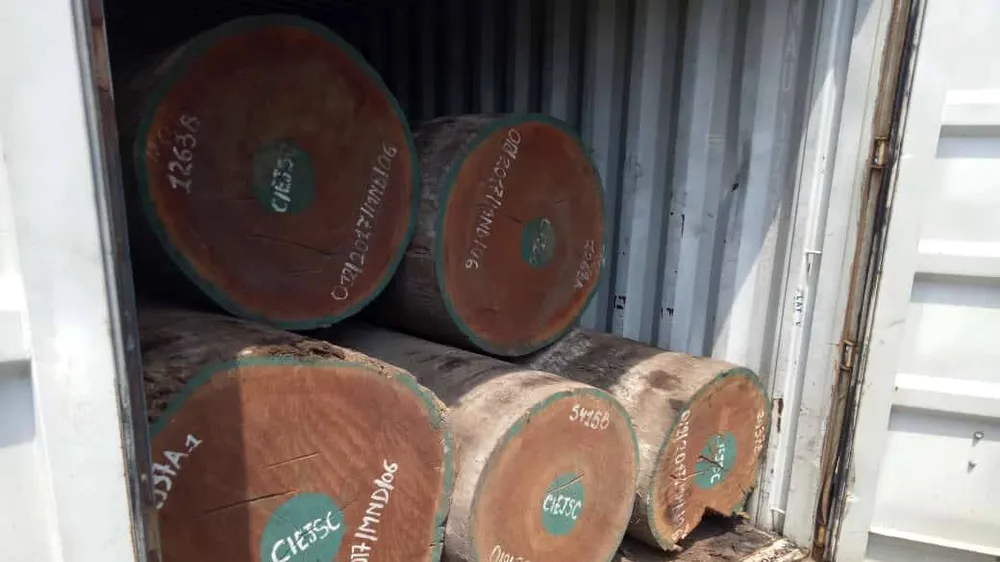 Vảy tê tê được ngụy trang trong các khúc gỗ. Ảnh: ĐAN NGUYÊN
