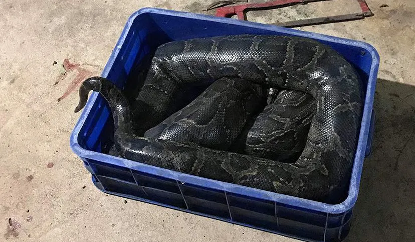 Thanh niên 20 tuổi nghi bị trăn nuôi siết chết ở Đồng Nai