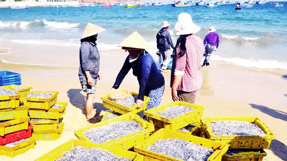 Ngư dân Bình Định trúng lớn
