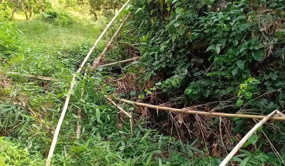  Vụ phát hiện nửa thi thể người trong bụi rậm: Xác định danh tính nạn nhân