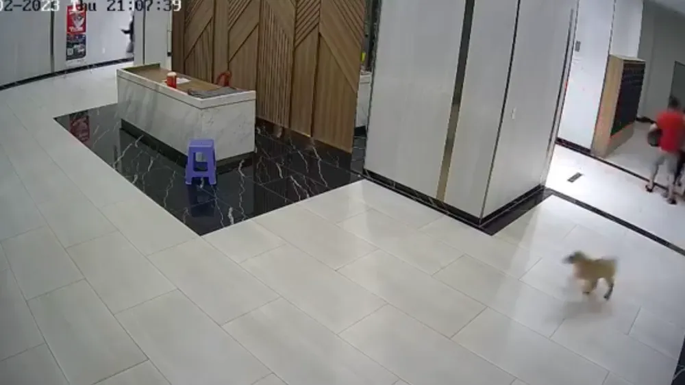UBND TPHCM chỉ đạo quận 7 khẩn trương điều tra vụ người đàn ông bị đánh vì một con chó 