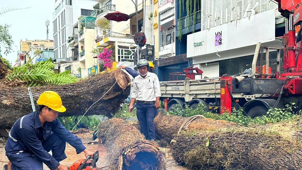 Phần trong cây xanh đã mục. Ảnh: CHÍ THẠCH 