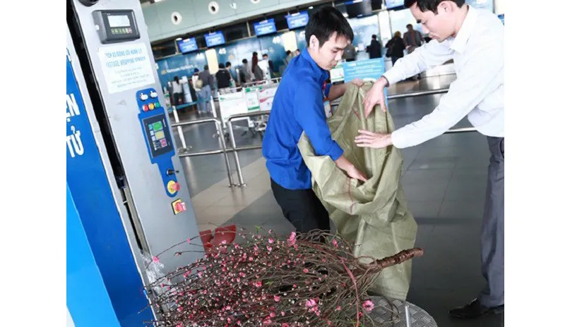 Hàng không chỉ nhận vận chuyển đào, mai dạng cành, không có bầu đất