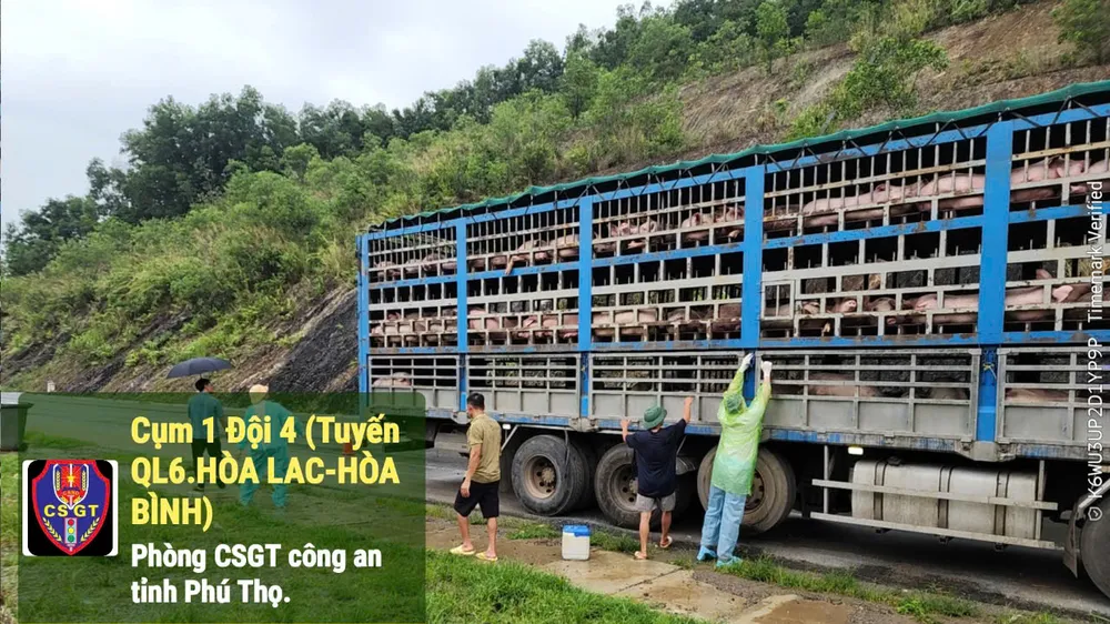 Phú Thọ: Bắt xe tải chở gần 200 con heo nhiễm dịch tả heo châu Phi