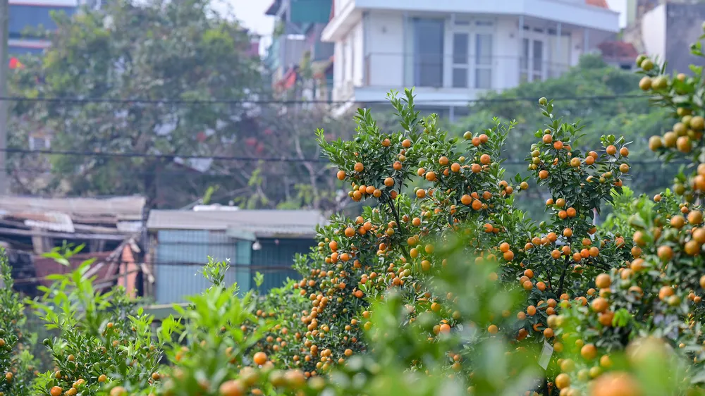 Hà Nội: Người trồng đào thấp thỏm chờ thời tiết, quất trúng mùa