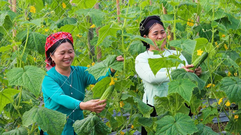 Lào Cai: Cây dưa leo bén rễ trên đất Tày cổ
