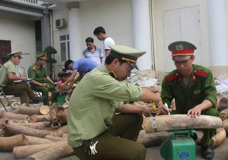 Bắt giữ hơn 2,7 tấn ngà voi trên xe tải 