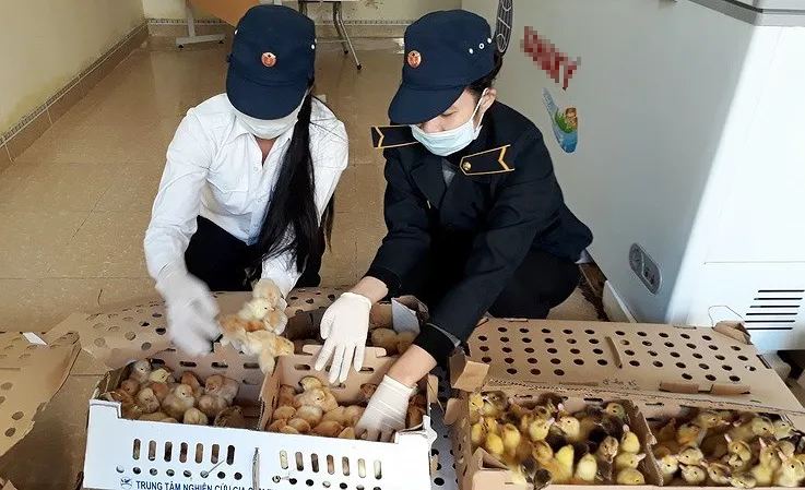 Phát hiện 1.300 con gia cầm không rõ nguồn gốc