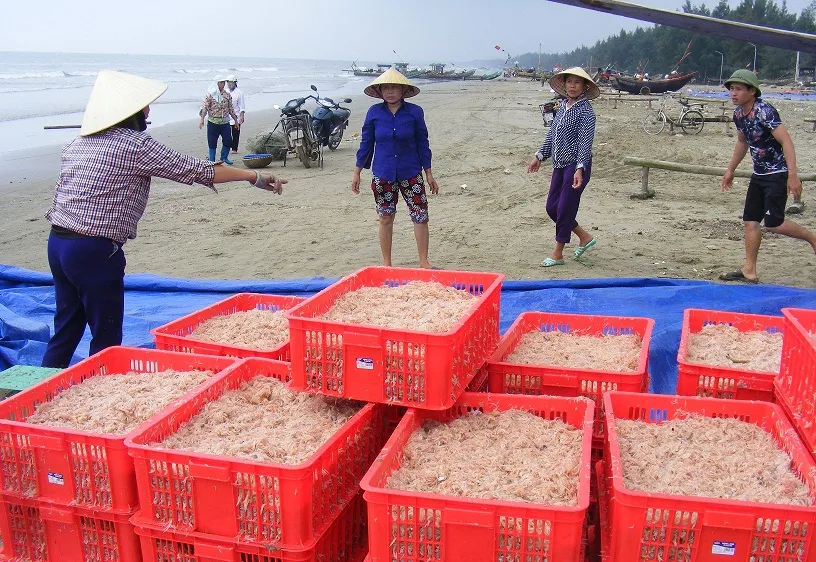 Vui như mùa “tép nhảy”