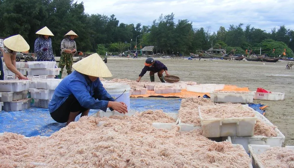 Được mùa ruốc biển