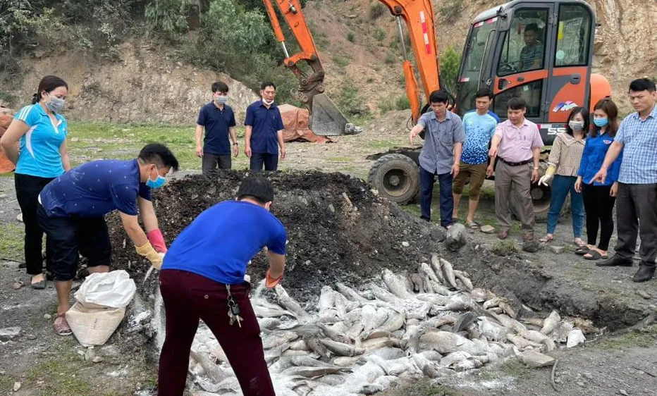 Thanh Hóa: Cá chết bất thường với số lượng hàng chục tấn