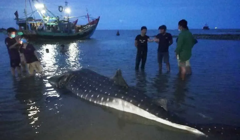 Nghệ An: Phát hiện xác cá lạ trôi dạt vào bờ biển