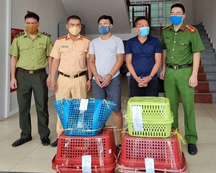Bắt 2 đối tượng vận chuyển 7 cá thể hổ con