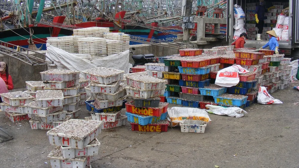 Nhộn nhịp làng cá cơm Quỳnh Lập