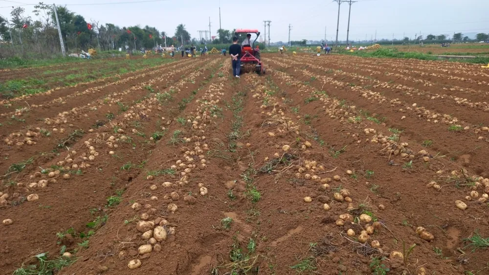 Nông dân Nghệ An trúng mùa khoai tây trắng