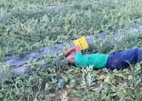 Đau lòng cảnh cụ ông khóc ngất bên ruộng dưa bị kẻ xấu phá nát