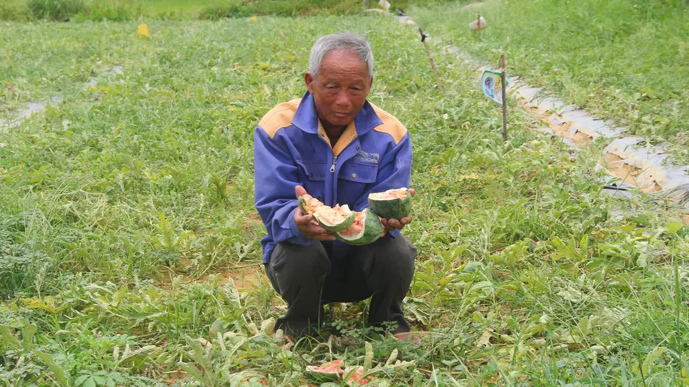 Lão nông bị phá nát ruộng dưa xin miễn tội cho 5 thanh niên phá dưa