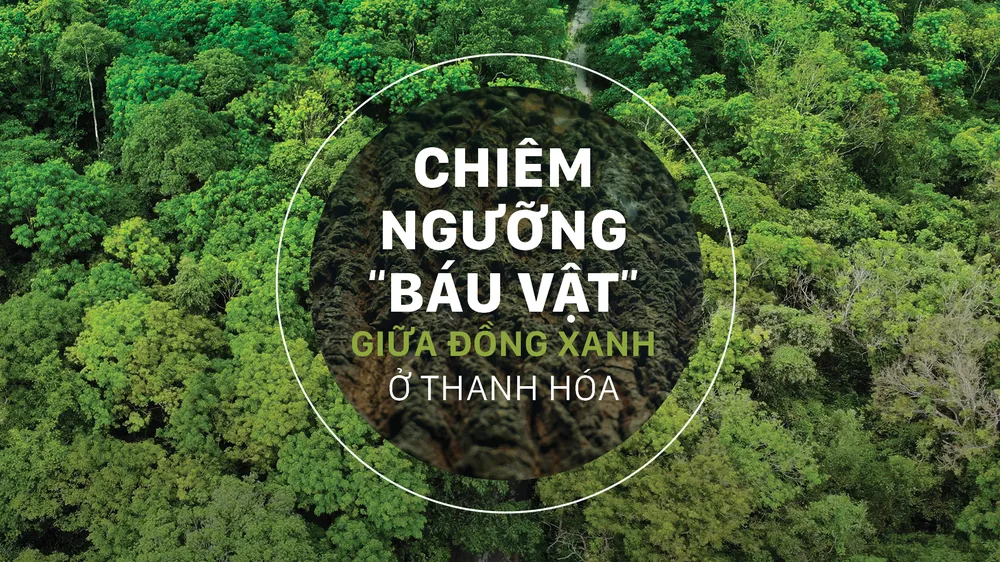 Chiêm ngưỡng “báu vật” giữa đồng xanh ở Thanh Hóa