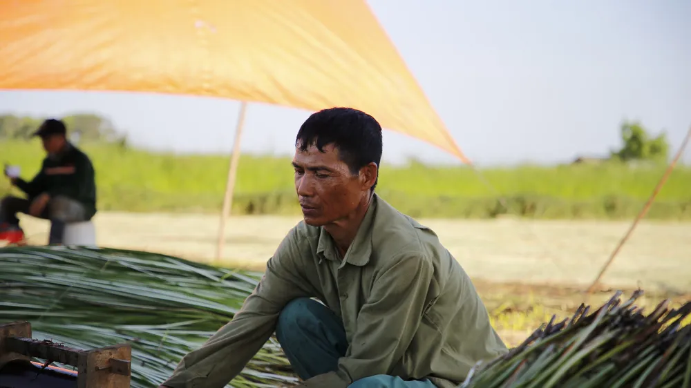 “Dầm nắng” trong vựa cói
