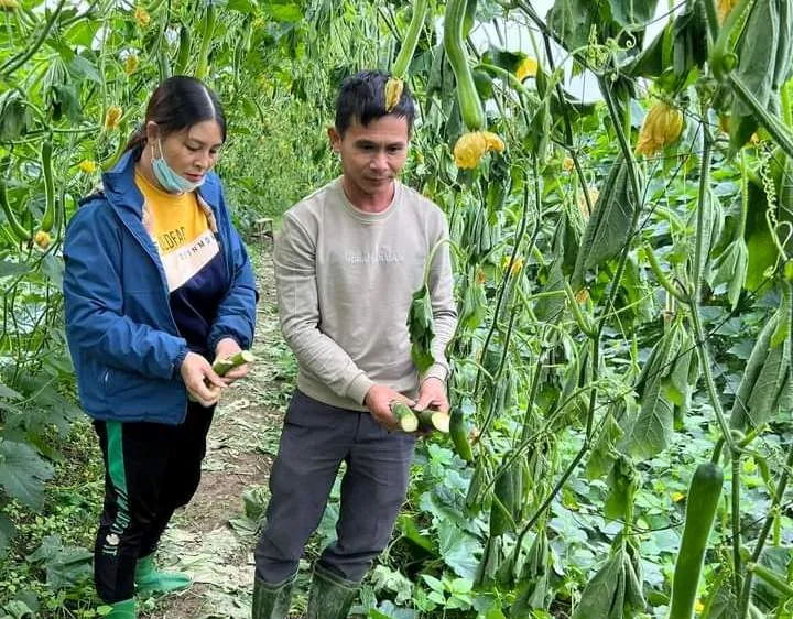Điều tra kẻ xấu phá hoại ruộng bí xanh của người dân