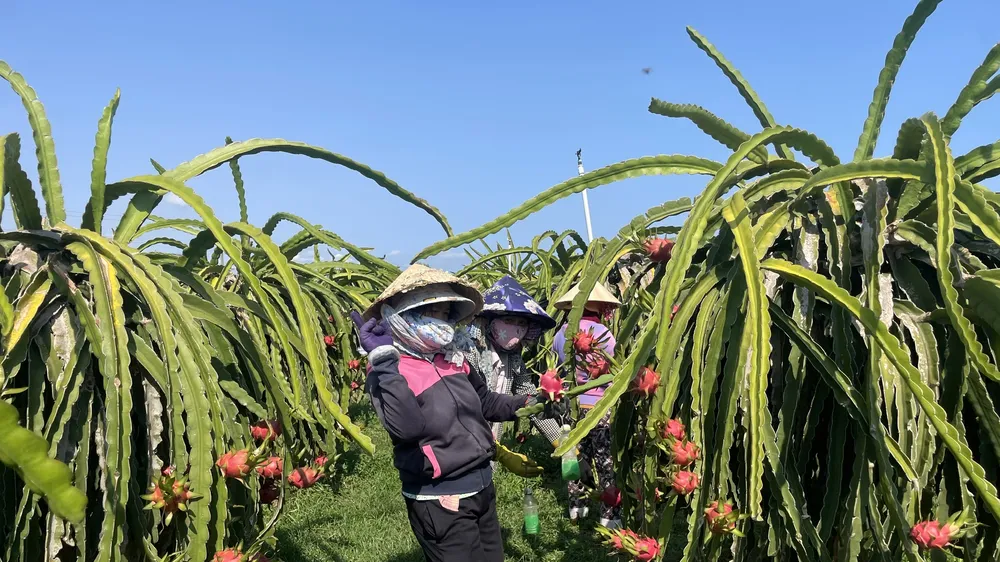 Giá các mặt hàng nông sản tăng “nóng”