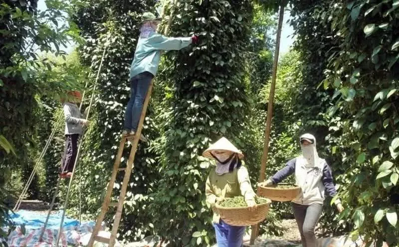 Giá tăng cao, ngành hồ tiêu Việt Nam tìm phương án ứng phó thách thức kép