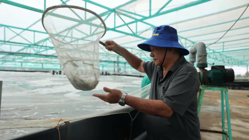 UBND TPHCM phê duyệt kế hoạch phòng, chống dịch bệnh thủy sản giai đoạn 2026 - 2030