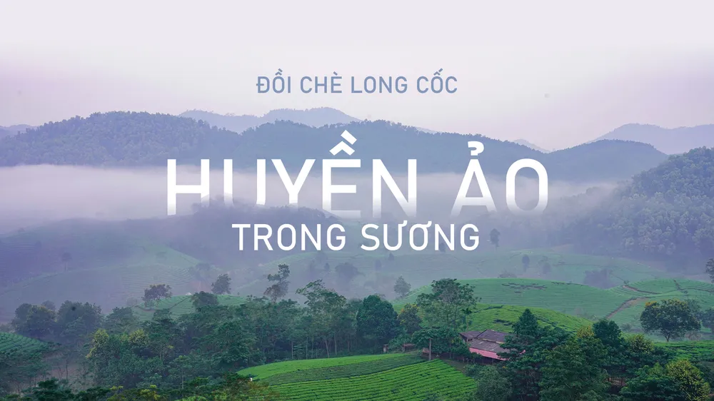 Đồi chè Long Cốc đẹp huyền ảo trong sương mờ