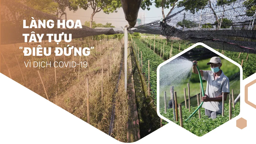 Làng hoa Tây Tựu “điêu đứng” vì dịch Covid-19