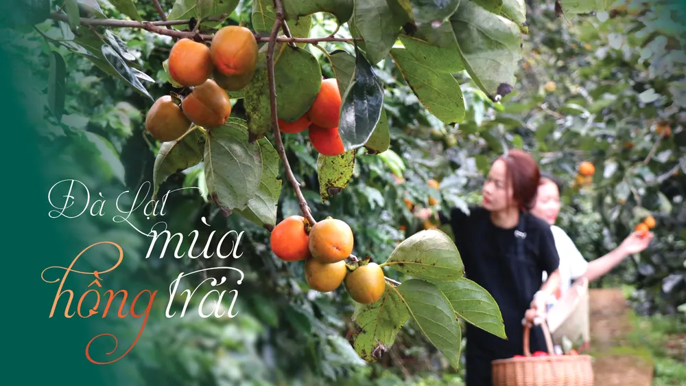 Đà Lạt mùa hồng trái 