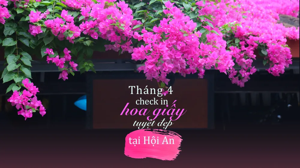 Những sắc hoa như tô vẽ thêm sự thơ mộng, trữ tình cho phố cổ Hội An.