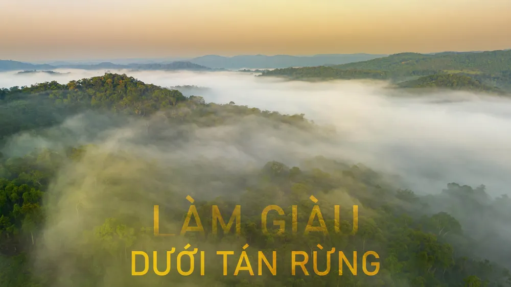 Làm giàu dưới tán rừng - Bài 2: Biến tiềm năng thành hiện thực