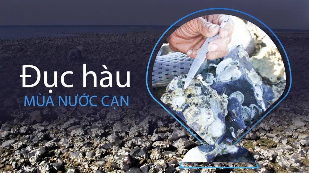 Quảng Ngãi: Miệt mài đục hàu, lật đá tìm ốc vào mùa nước cạn