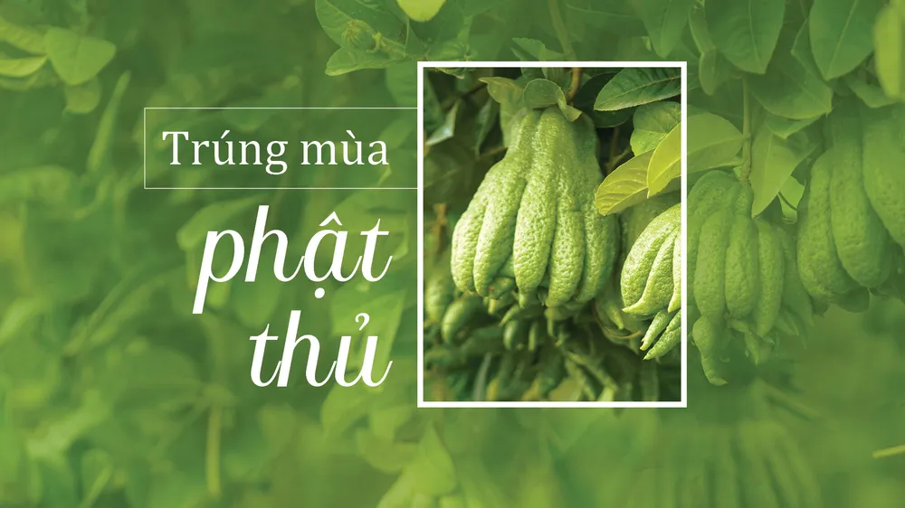 Trúng mùa phật thủ