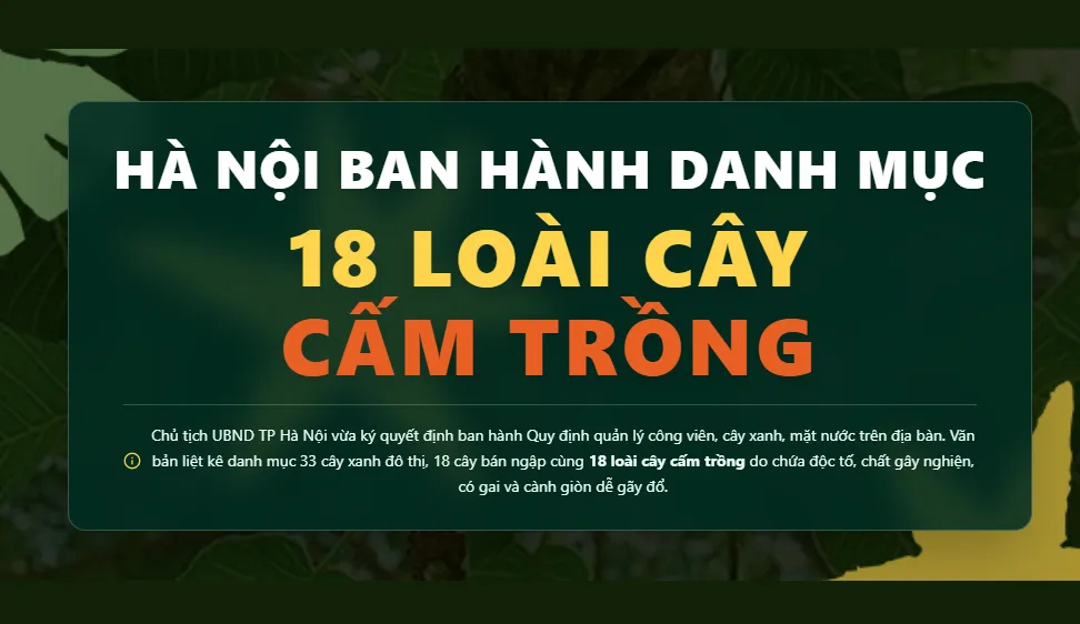 Infographic: Danh mục 18 loài cây bị cấm trồng ở Hà Nội